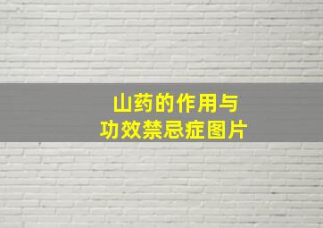 山药的作用与功效禁忌症图片