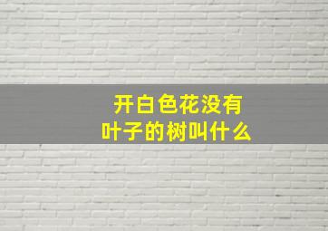 开白色花没有叶子的树叫什么