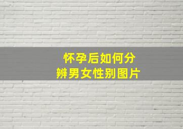 怀孕后如何分辨男女性别图片