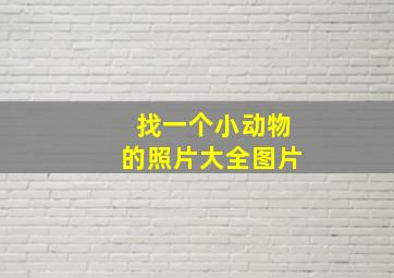 找一个小动物的照片大全图片