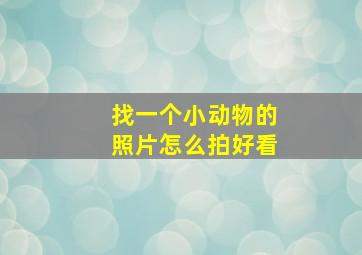 找一个小动物的照片怎么拍好看