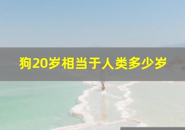 狗20岁相当于人类多少岁