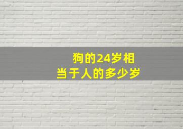 狗的24岁相当于人的多少岁