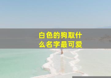 白色的狗取什么名字最可爱