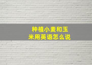 种植小麦和玉米用英语怎么说