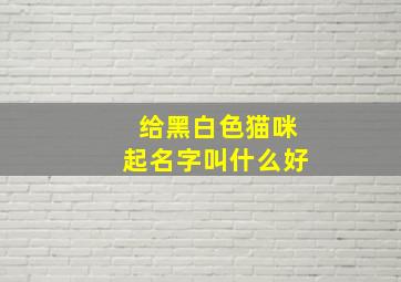 给黑白色猫咪起名字叫什么好