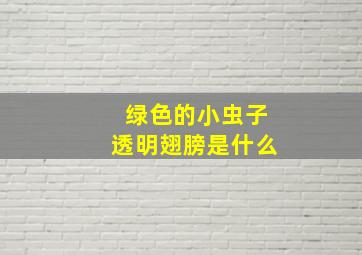 绿色的小虫子透明翅膀是什么