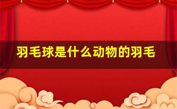 羽毛球是什么动物的羽毛