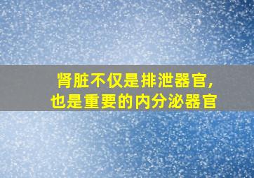 肾脏不仅是排泄器官,也是重要的内分泌器官