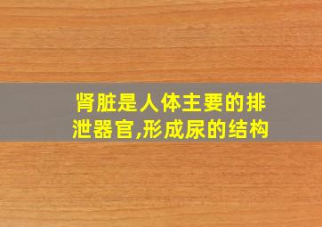 肾脏是人体主要的排泄器官,形成尿的结构