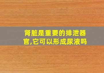 肾脏是重要的排泄器官,它可以形成尿液吗