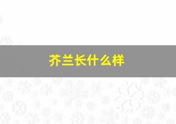 芥兰长什么样