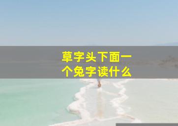 草字头下面一个兔字读什么