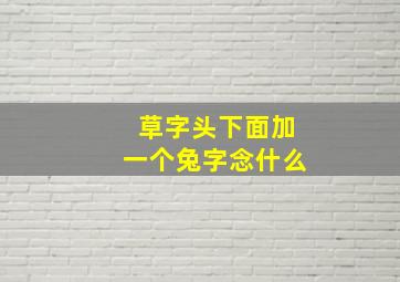 草字头下面加一个兔字念什么