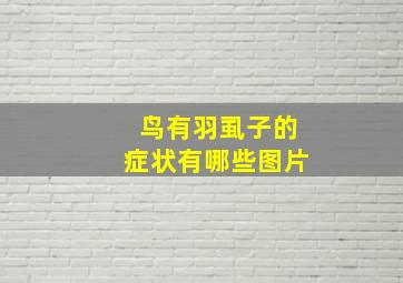 鸟有羽虱子的症状有哪些图片