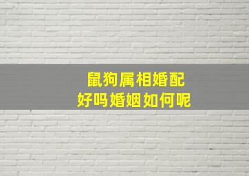 鼠狗属相婚配好吗婚姻如何呢