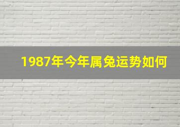 1987年今年属兔运势如何