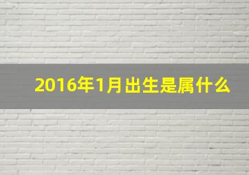 2016年1月出生是属什么