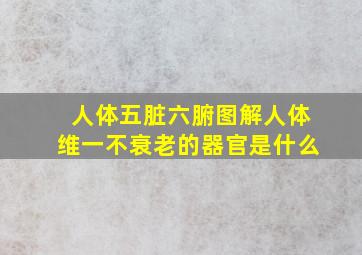 人体五脏六腑图解人体维一不衰老的器官是什么