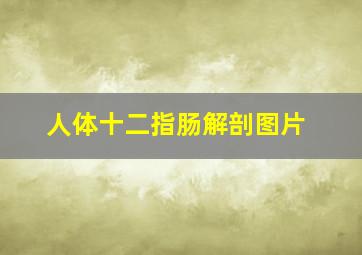 人体十二指肠解剖图片