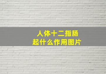 人体十二指肠起什么作用图片