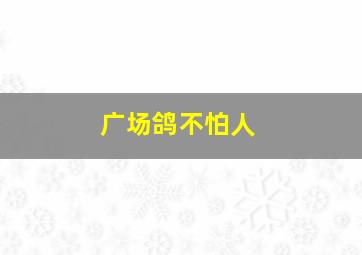 广场鸽不怕人