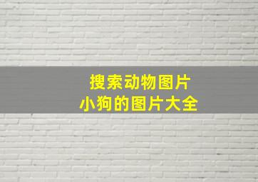 搜索动物图片小狗的图片大全