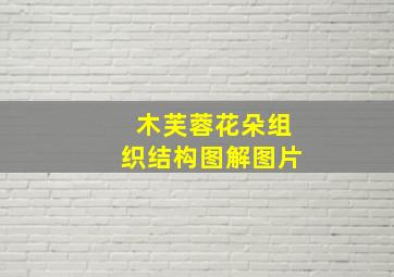 木芙蓉花朵组织结构图解图片