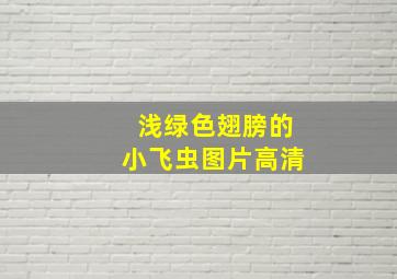 浅绿色翅膀的小飞虫图片高清