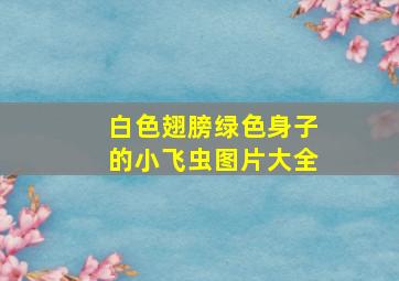 白色翅膀绿色身子的小飞虫图片大全