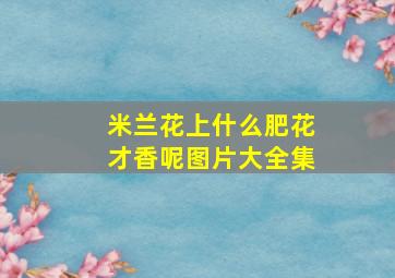 米兰花上什么肥花才香呢图片大全集