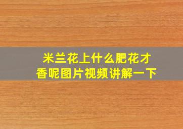 米兰花上什么肥花才香呢图片视频讲解一下