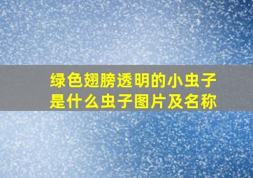 绿色翅膀透明的小虫子是什么虫子图片及名称