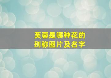 芙蓉是哪种花的别称图片及名字