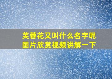 芙蓉花又叫什么名字呢图片欣赏视频讲解一下