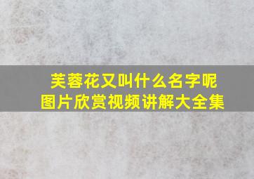 芙蓉花又叫什么名字呢图片欣赏视频讲解大全集